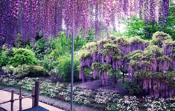Picture Park, Japan, flowering, Wisteria, Kawachi Fuji Gardens