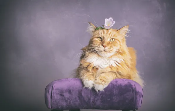 Cat, flower, cat, look, pose, legs, red, chair