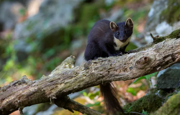 Picture look, trees, branches, pose, background, black, bokeh, marten