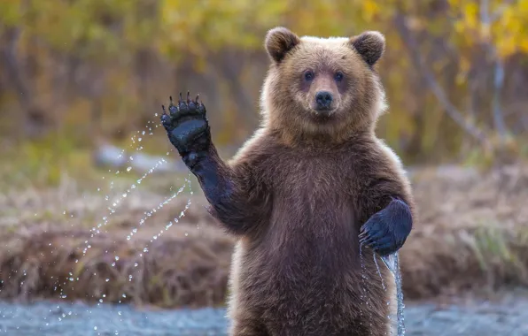 Bear, hi, Alaska, grizzly