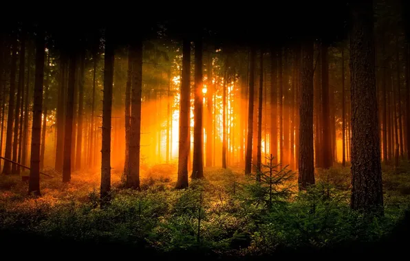 Picture forest, trees, nature, sunbeam, pines