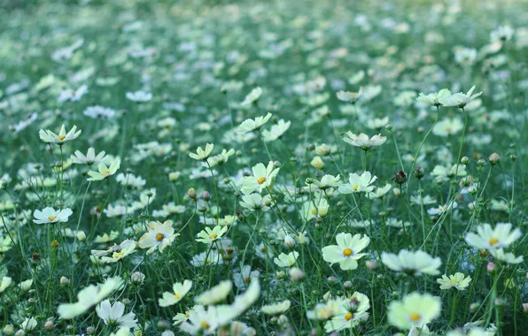 Picture field, flowers, white, kosmeya