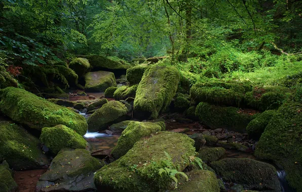 Forest, nature, stream, stones, moss