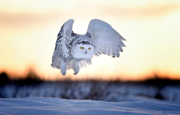 Picture winter, snow, sunset, bird, the evening, snowy owl, white owl, Nyctea scandiaca