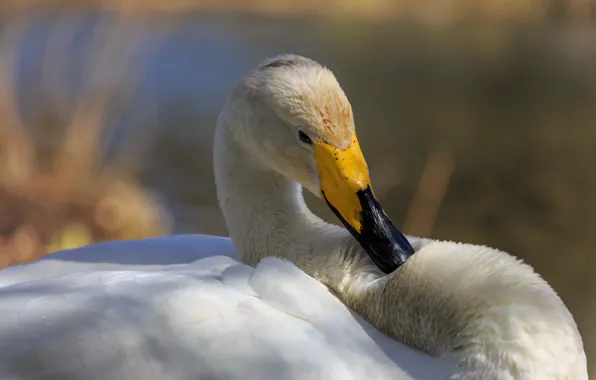 White, bird, portrait, Swan