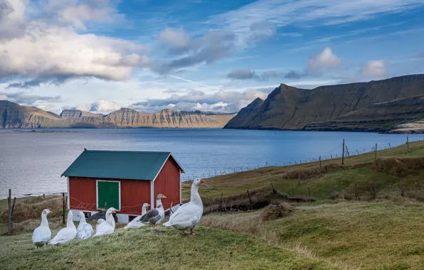 Mountains, birds, shore, house, pond, geese