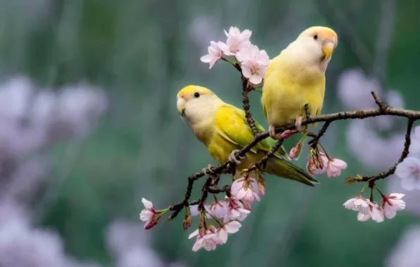 Flowers, birds, spring, yellow, parrots, a couple, flowering, parrots