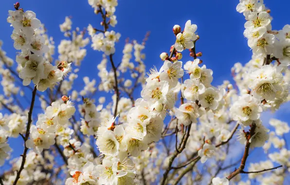 The sky, flowers, branches, spring, garden