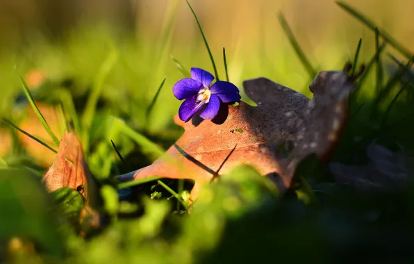 Flower, grass, forest, purple, viola, violet, autumn leaf