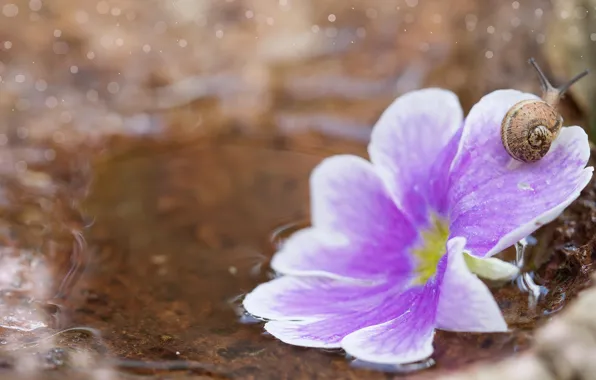 Flower, water, macro, background, snail, blur, bokeh, lake