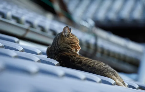 Roof, cat, cat, lying, tile