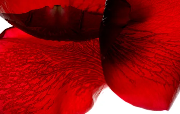 Picture flowers, red, roses, petals