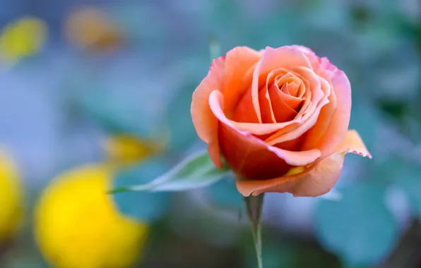 Background, roses, buds, bokeh