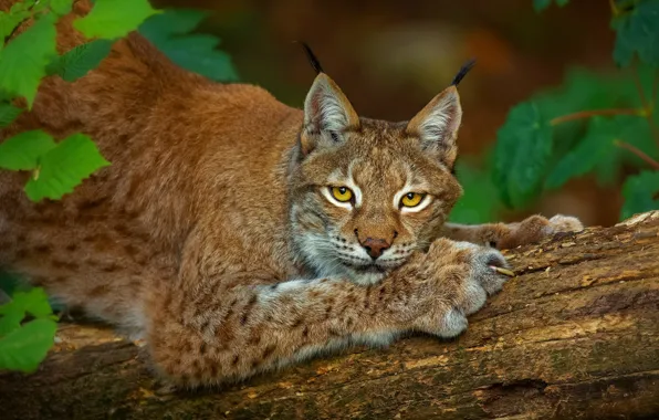 Picture look, face, leaves, trees, pose, paws, claws, log