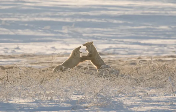 Picture winter, Fox, Russia, showdown, sparring, Sakhalin