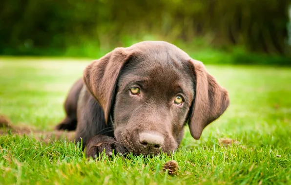 Grass, dog, puppy, brown, Labrador Retriever, foot