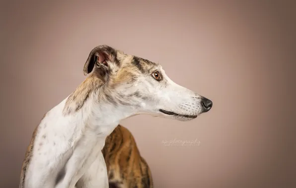Look, background, dog