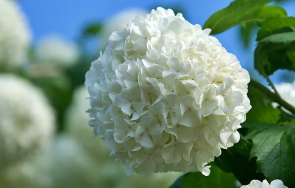 Leaves, macro, flowers, white, inflorescence, Kalina, lush, grade