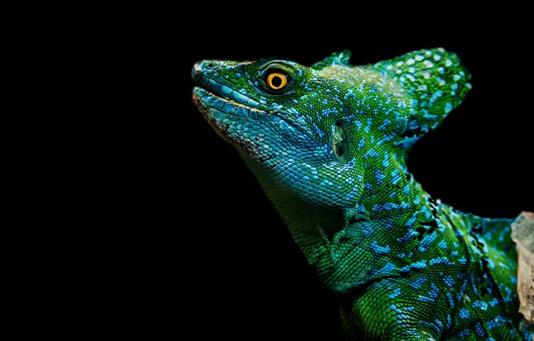 Look, portrait, lizard, black background, reptile, Basilisk, Basilisk