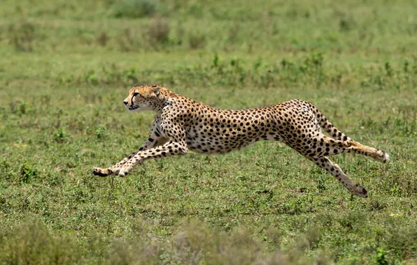 Predator, Cheetah, Africa, Acinonyx jubatus, big cat