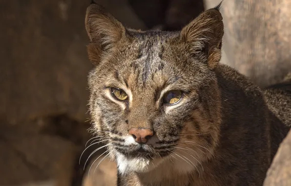 Picture eyes, look, predator, Lynx