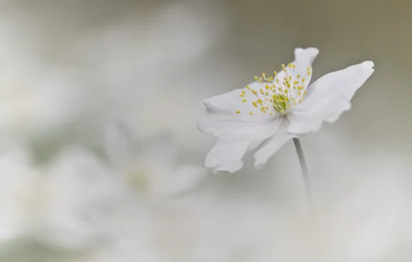 White, flower, background, anemone