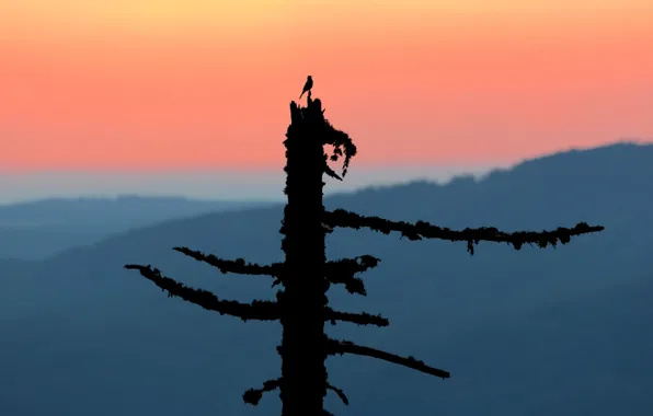 Picture nature, tree, bird