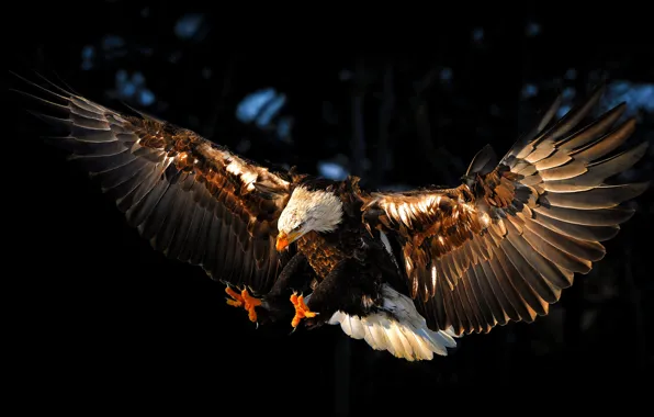 Picture bird, eagle, wings, eagle