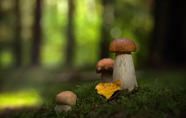 Autumn, forest, mushrooms, moss, bokeh, family, redheads, autumn leaf