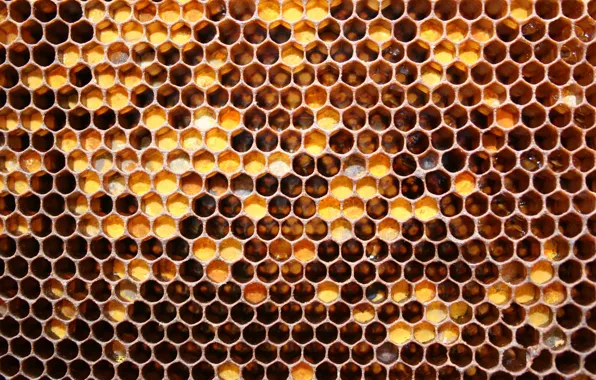 Honey, pattern, Honeycomb, bees
