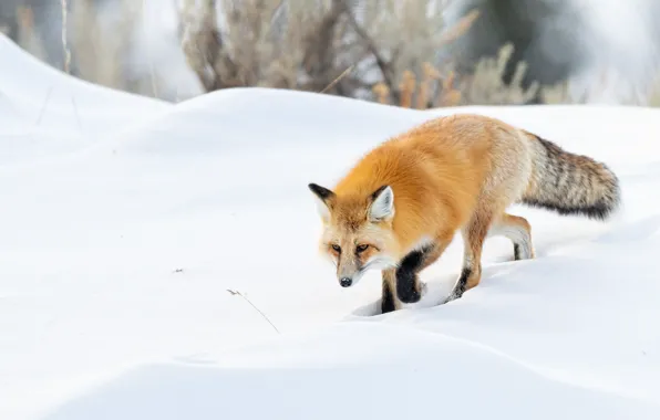 Picture winter, snow, pose, Fox, the snow, red, walk
