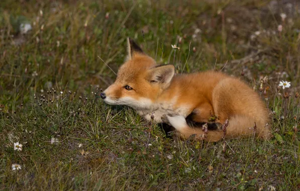 Nature, Fox, Fox, Fox