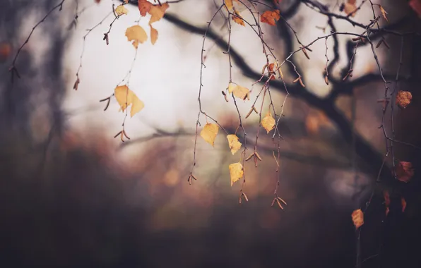 Picture autumn, branches, tree, foliage, November