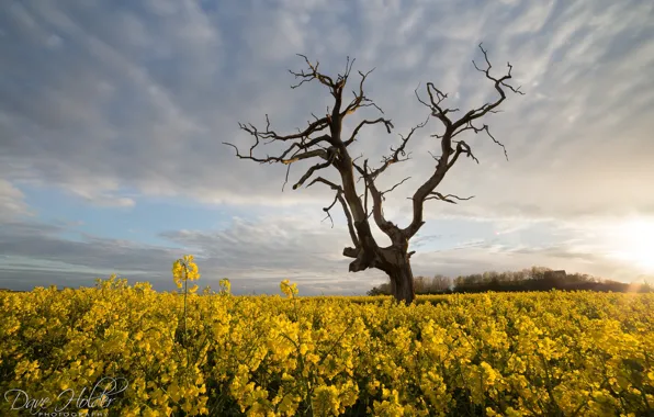 The sky, tree, rape