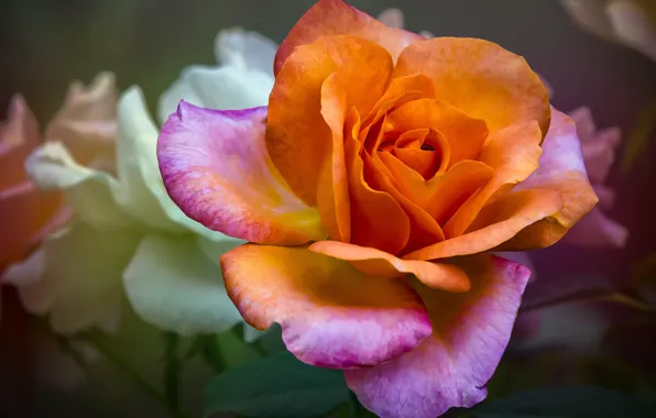 Picture macro, flowers, orange, roses