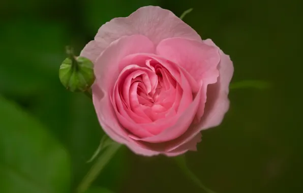 Macro, background, pink, rose, Bud, rosebud