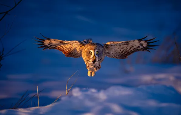 Winter, look, light, snow, flight, nature, owl, bird