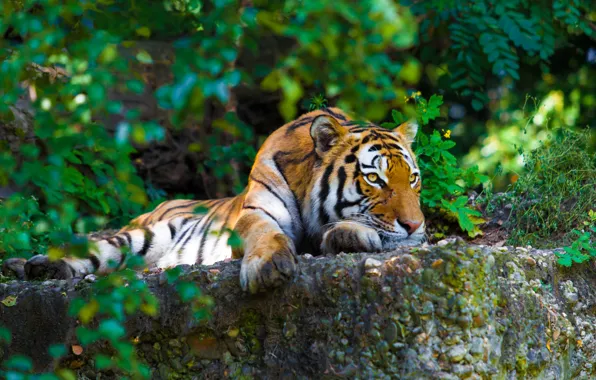 Picture greens, tiger, stones, predator, lies, striped, resting, the bushes