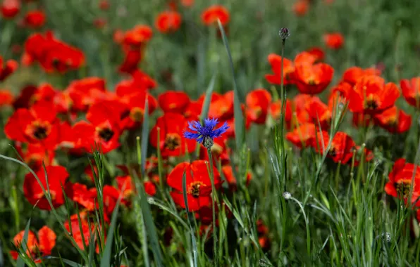 Flowers, Maki, cornflower, escholzia