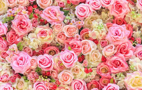 Picture flowers, background, roses, colorful, pink, buds, pink, flowers