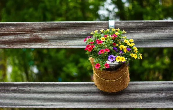 Flowers, nature, the fence, pot