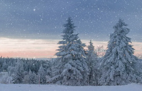 Winter, forest, the sky, clouds, snow, sunset, clouds, in the snow