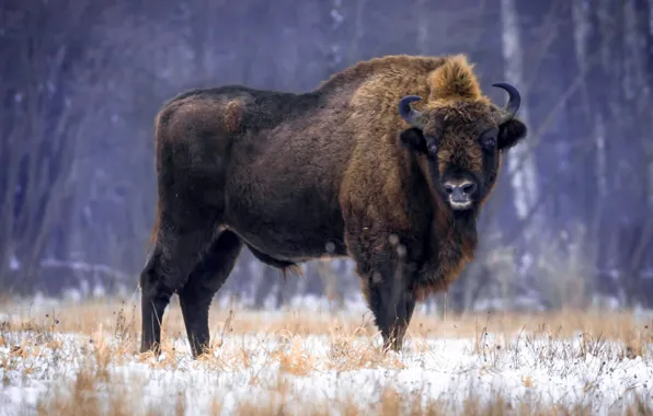 Picture Animal, Fight, American Bison, Wildlife