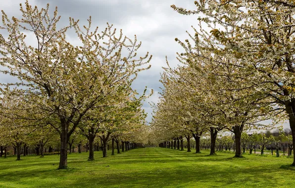 Trees, nature, garden