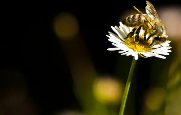 Picture flower, the sun, bee, Daisy, insect