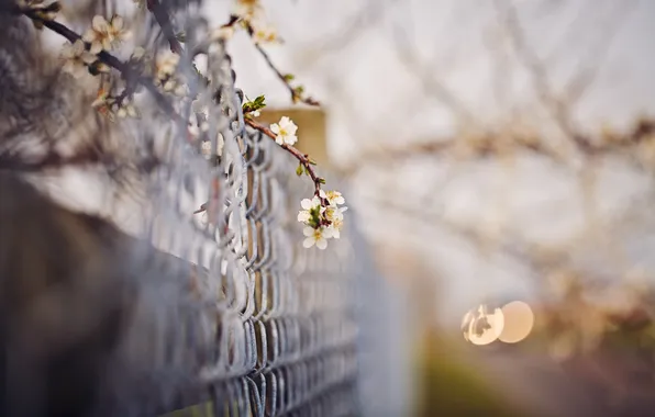 Branches, background, the fence