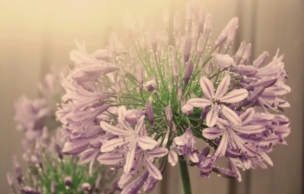 Flower, fog, pink, water drops, inflorescence, agapantus