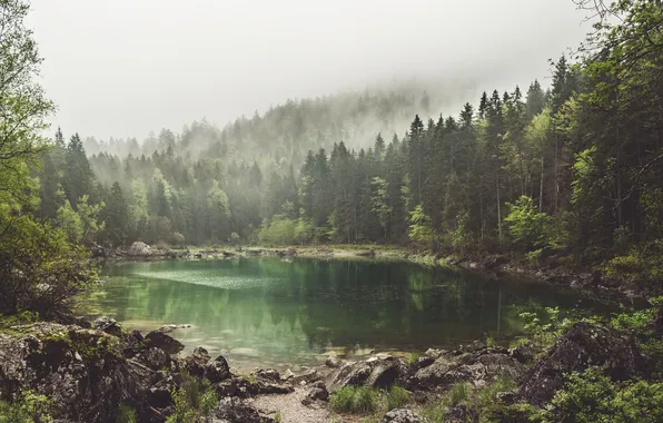 Forest, trees, fog, lake, stones, Germany, Eibsee