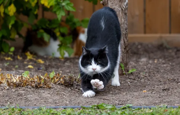 Cat, cat, look, nature, pose, face