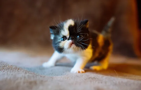 Cat, cat, the dark background, kitty, black and white, small, baby, muzzle